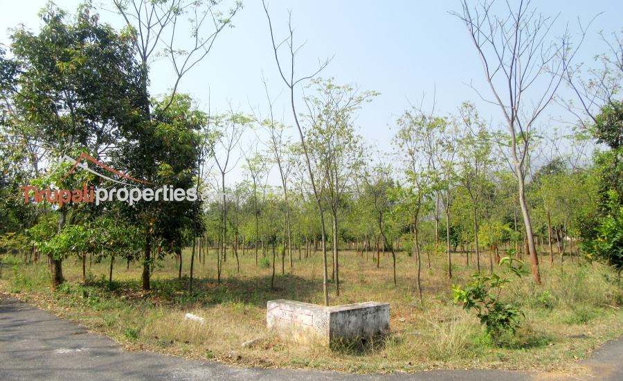 #FarmLands With #Sandalwood Plantation #PlotsforSale Near Ithepalli - Benguluru Highway, #Tirupati
